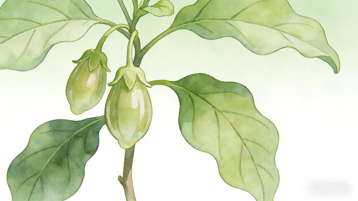 Ashwagandha Capsules